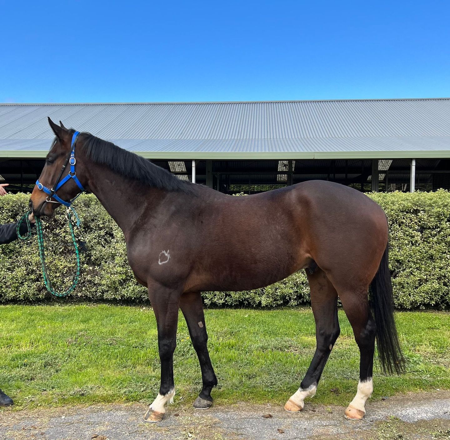 Gotebo PreTraining Report